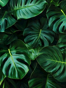 龟背竹叶的自然绿意景观