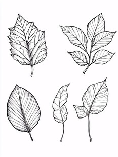 手绘风格多样叶片图案