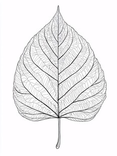 手绘叶脉线条图