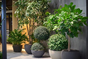 室内绿植盆栽组合景观