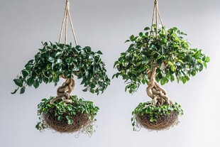 悬挂绿植盆景 自然清新风