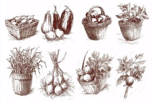 手绘蔬果篮与作物集合