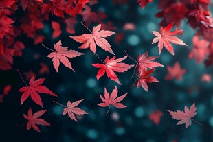 飘落的红枫叶 诗意秋景