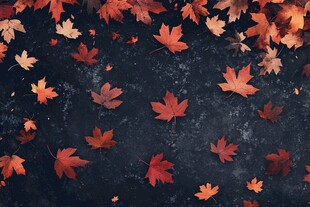 秋意浓 满地斑斓枫叶