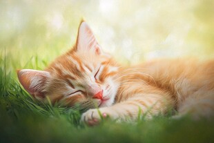 阳光下安睡的橘色小奶猫