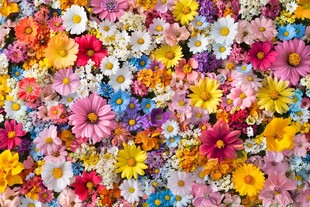 缤纷花海 绽放多彩美丽