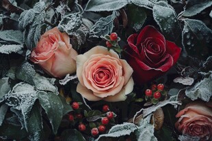 霜覆玫瑰 冬日浪漫花卉景