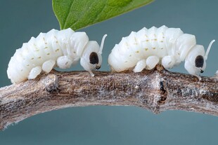 树枝上的两只白色蚕宝宝