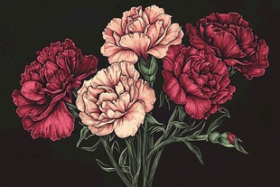 复古风康乃馨插画花卉图