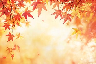 秋日枫叶飘 暖色调美景
