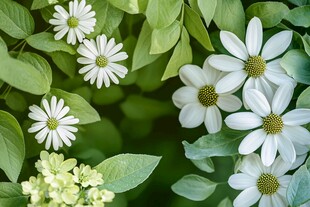 清新小白花与绿叶的景致