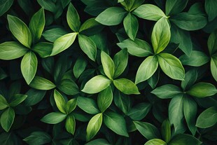 翠绿叶片构成的生机画面