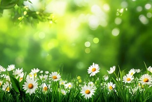 春日雏菊绽放于绿野间