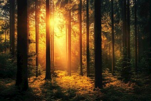 阳光洒落的静谧森林