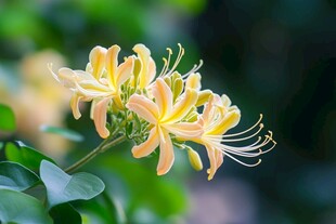 金黄金银花特写