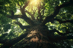 阳光照耀下的古老参天大树