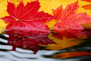 水面上的绚丽秋叶