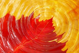 秋叶入水泛起圈圈涟漪