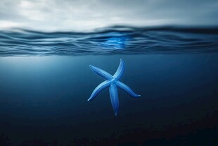 深海中的蓝色海星