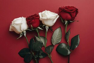 红白玫瑰 浪漫与纯洁的交织