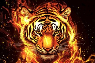 火焰环绕的威猛老虎