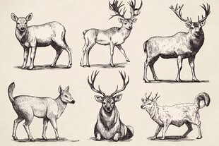 复古风鹿类动物插画集合