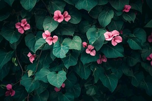 绿叶间绽放的娇艳粉色花朵