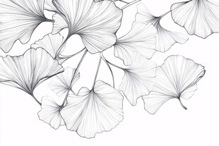 银杏叶线条画 优雅自然风