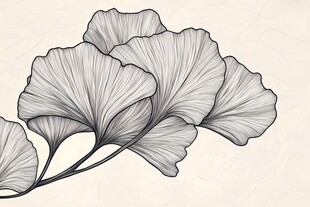 银杏叶线条插画