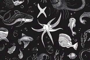 海洋生物黑白手绘图案