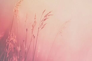 梦幻粉色系的轻柔草景