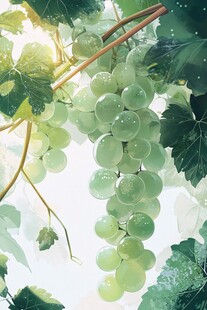 晶莹绿葡萄挂于藤蔓间