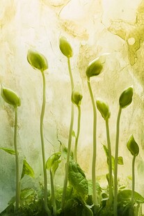 嫩绿幼苗破土而出