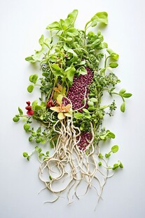 多彩新鲜蔬菜与根茎组合