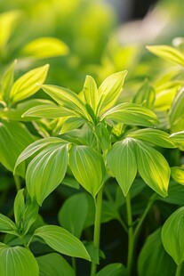 嫩绿叶片的清新植物景观