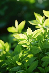 阳光下的嫩绿叶片