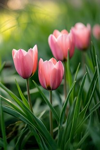 粉色郁金香绽放于绿意间