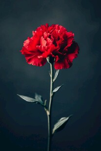 一朵娇艳的红色康乃馨