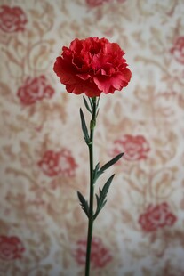 单枝红康乃馨绽放