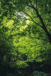 阳光洒落的茂密翠绿森林