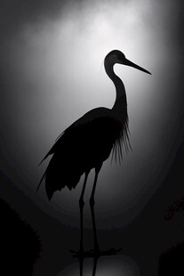 鹭影绰约 光影交织之美