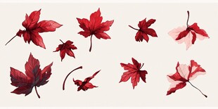 枫叶水彩画集合