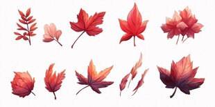 秋季多彩枫叶插画集合