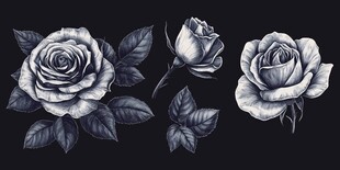 黑白玫瑰插画图案设计