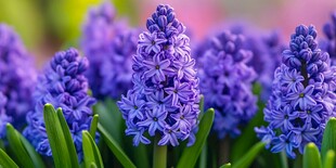 紫色风信子绽放的美丽