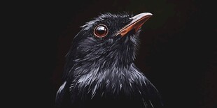 黑鸟特写 深邃眼眸与尖喙