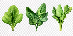 三片鲜绿菠菜插画图