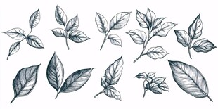 手绘风格多样叶片插画