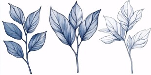 手绘蓝调叶片植物插画