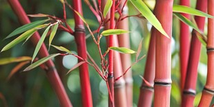 红竹特写 绿意与红茎的交织